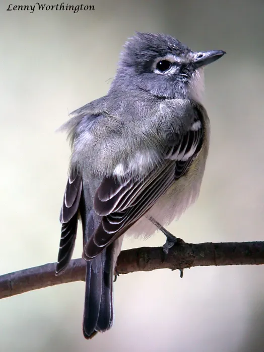 File:Plumbeous Vireo Vireo plumbeus Cave Creek Ranch Portal Arizona (16275109889).jpg
