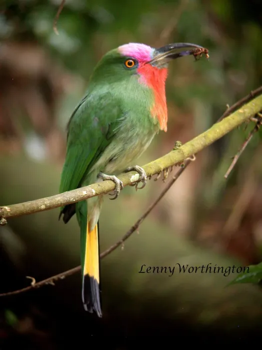 File:Red-breasted Bee-eater Nyctyornis amictus (Temminck, 1824) (16354047571).jpg