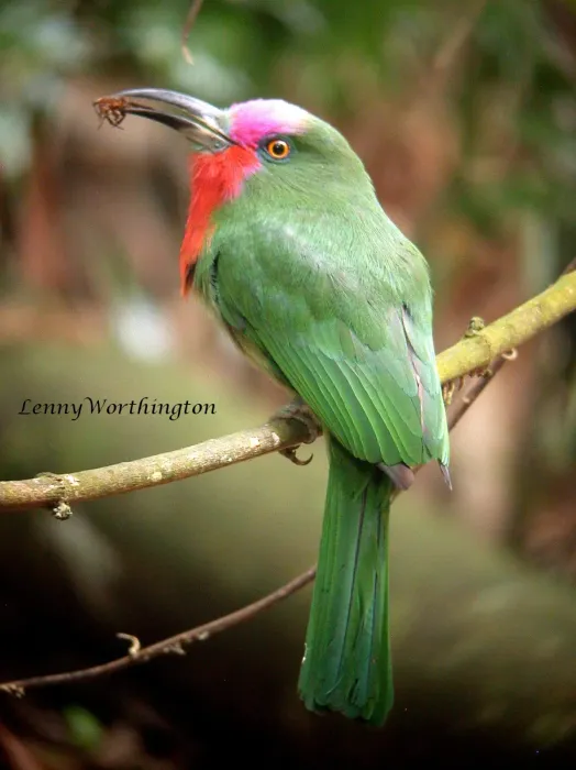 File:Red-breasted Bee-eater Nyctyornis amictus (Temminck, 1824) (16169593089).jpg