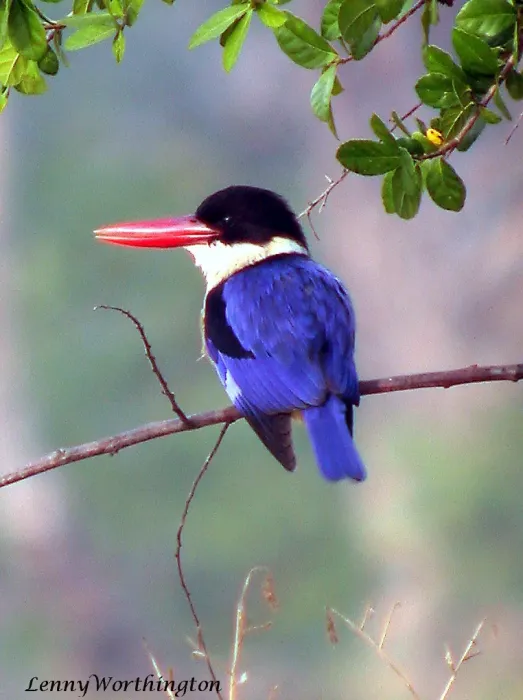 File:Black-capped Kingfisher Halcyon pileata (Boddaert, 1783) (16354923075).jpg