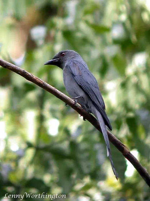File:Ashy Drongo Dicrurus leucophaeus mouhoti (Walden, 1870) (16353975222).jpg