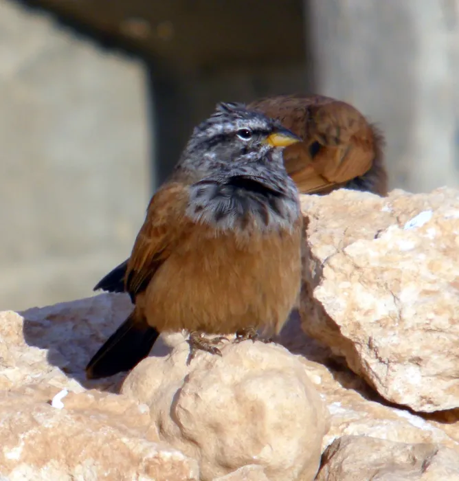 File:House Bunting Emberiza sahari (8470646914).jpg