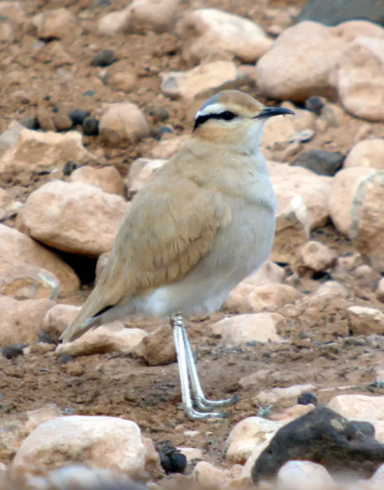 File:CREAM COLOURED COURSER Cursorius cursor bannermani (8469467615).jpg