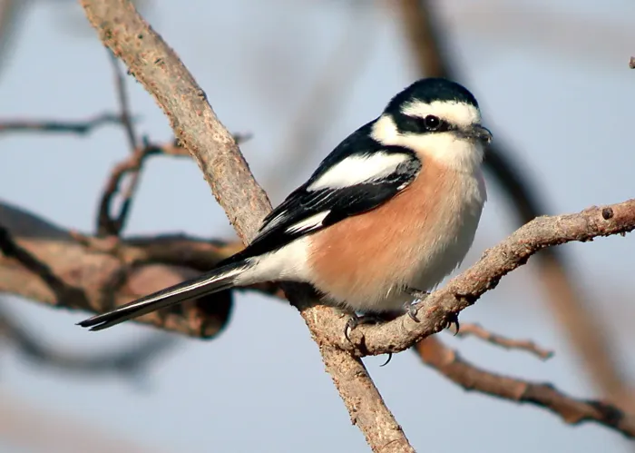 File:MASKED SHRIKE Lanius nubicus (8468673092).jpg