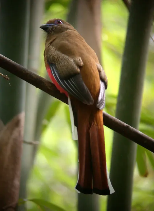 File:RED-HEADED TROGON Harpactes erythrocephalus (7005307581).jpg
