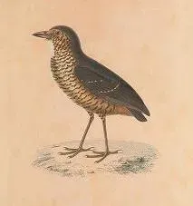 File:Grallaria squamigera voyageautourdum00dupe 0045 (cropped).jpg