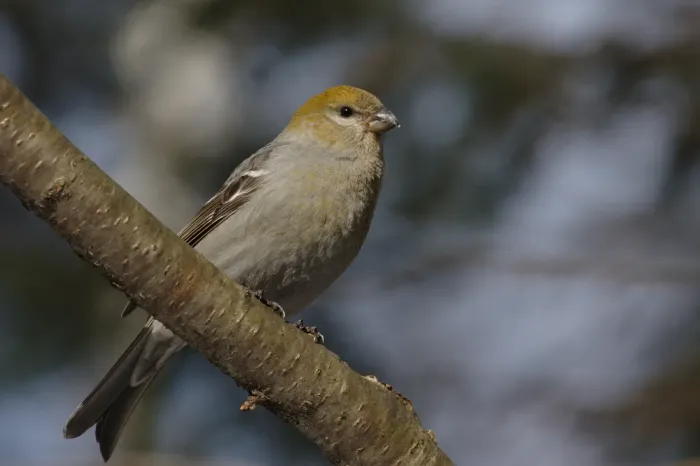 File:Pinicola enucleator f CT.jpg