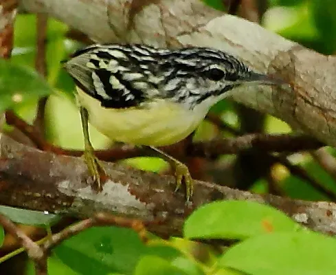 File:Myrmotherula brachyura - Pigmy antwren (cropped).JPG