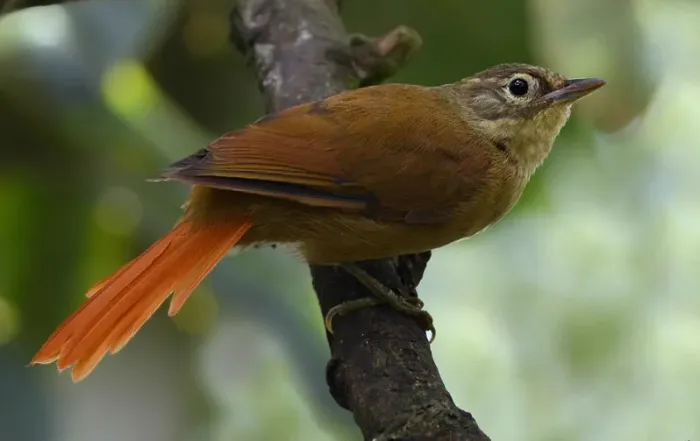 File:Anabacerthia striaticollis (15768922817) (cropped).jpg