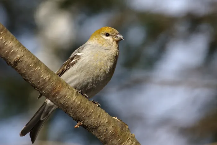 File:Pinicola enucleator f CT edit.jpg