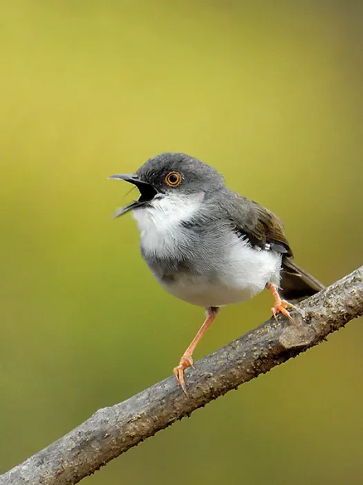 File:Grey-breasted prinia (Prinia hodgsonii) by Shantanu Kuveskar.jpg