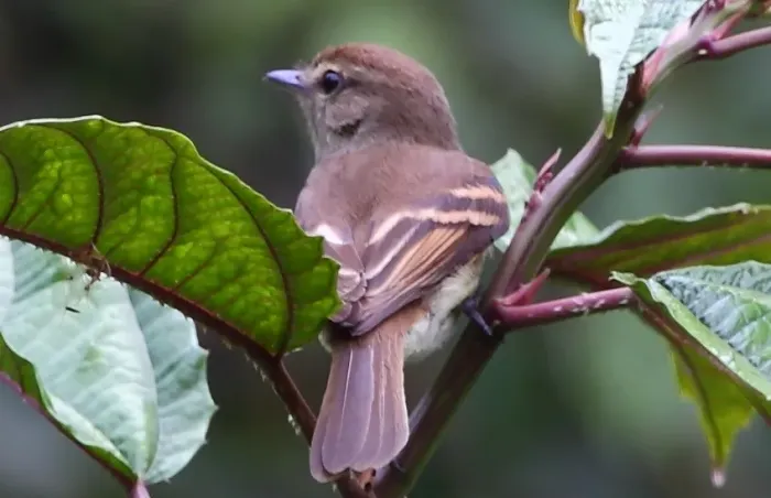 File:Lathrotriccus euleri Euler's Flycatcher (cropped).JPG