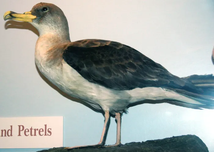 File:Calonectris diomedea (Cory's shearwater).jpg