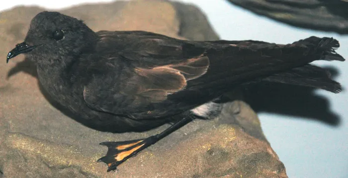 File:Oceanites oceanicus (Wilson's storm-petrel).jpg