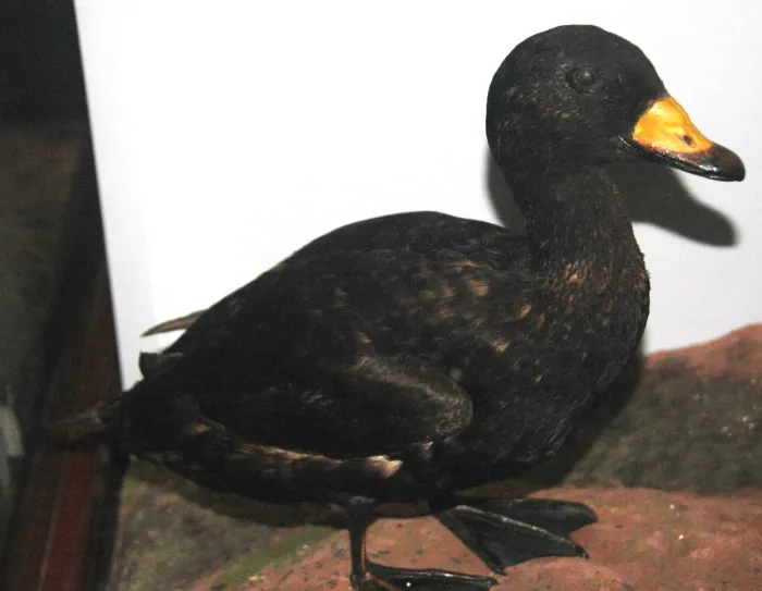 File:Melanitta americana (Black Scoter).jpg