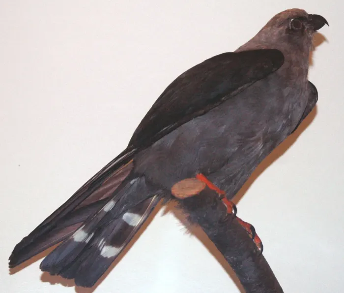 File:Ictinia mississippiensis (Mississippi kite).jpg