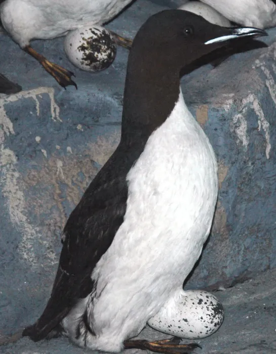 File:Uria lomvia (thick-billed murre).jpg