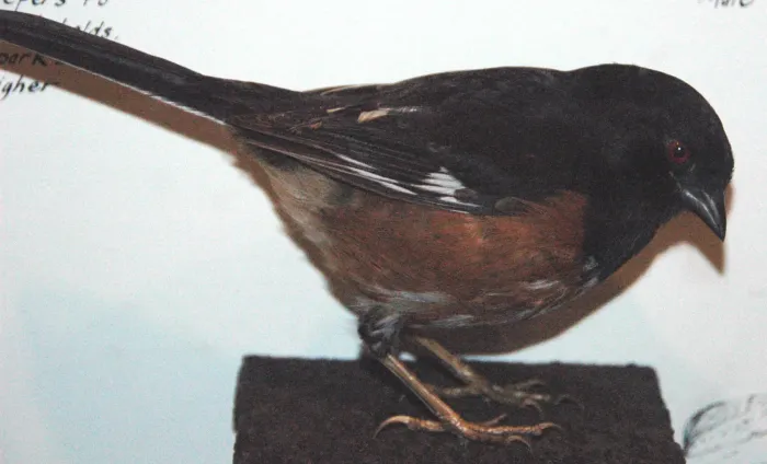 File:Pipilo erythrophthalmus (rufous-sided towhee).jpg
