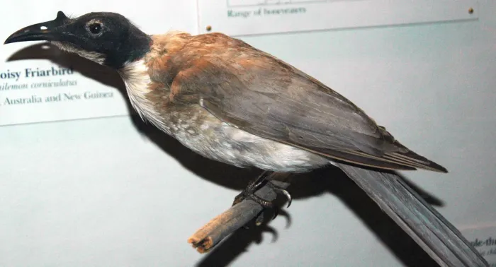 File:Philemon corniculatus (noisy friarbird).jpg