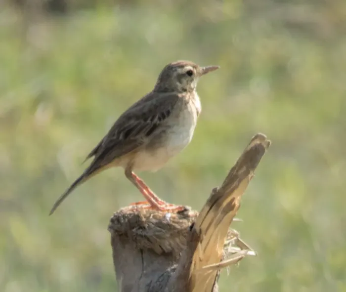 File:Anthus richardi (Richard's Pipit), Phum Dong, Koh Kong, Cambodia.jpg