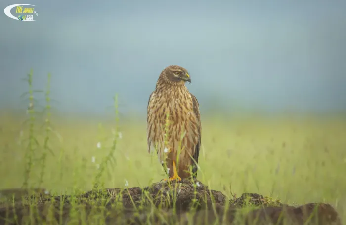 File:Pallid harrier female (Circus macrourus).jpg