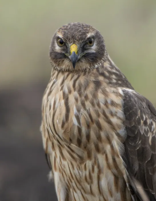 File:Pallid harrier female (Circus macrourus) rushikesh dop.jpg