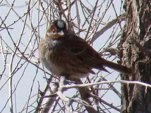 File:Emberiza leucocephalos; Baikonur-town 001.jpg