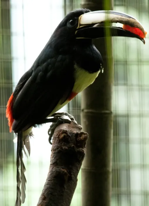 File:Pteroglossus aracari -Jurong Bird Park, Singapore-8a.jpg