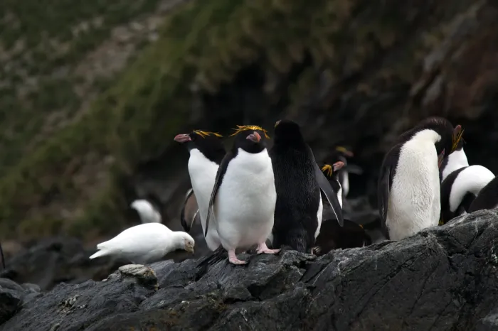 File:Macaroni penguins (Eudyptes chrysolophus) IMG 1091.jpg