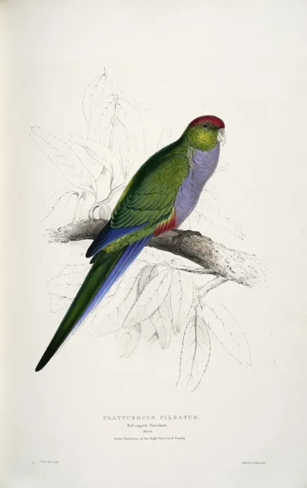 File:Purpureicephalus spurius -Platycercus pileatus Red-capped Parrakeet -by Edward Lear 1812-1888.jpg
