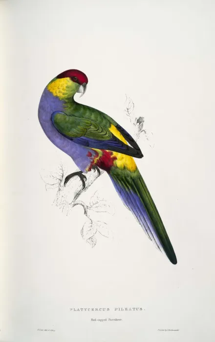 File:Purpureicephalus spurius -Platycercus pileatus Red-capped Parrakeet -male -by Edward Lear 1812-1888.jpg