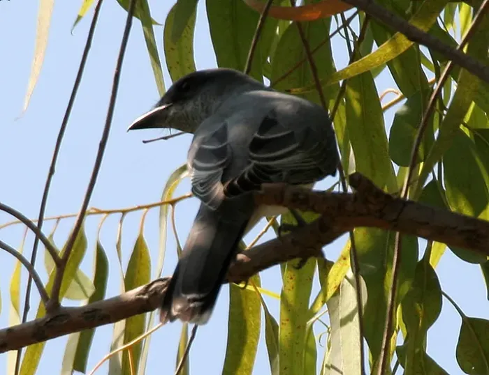 File:Large Cuckooshrike (Coracina macei) W IMG 4391.jpg