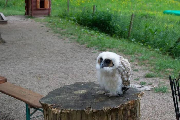 File:20180520 Strix leptogrammica 02.jpg