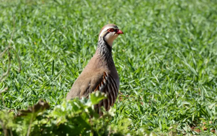 File:Perdiz roja (Alectoris rufa) - 50404586503.jpg