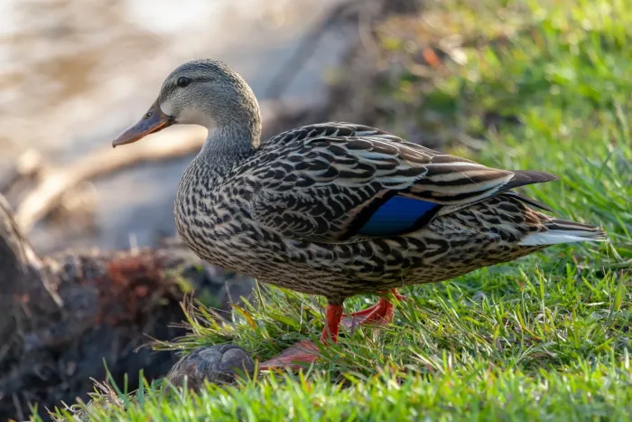 File:Anas platyrhynchos × fulvigula.jpg
