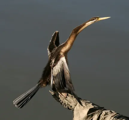 File:Anhinga novaehollandiae extended.jpg