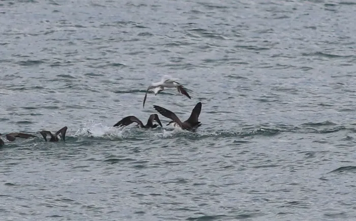 File:Ardenna gravis (Great Shearwaters) & Thalasseus acuflavidus (Cabot's Tern), off Cape Canaveral, Florida 80.jpg