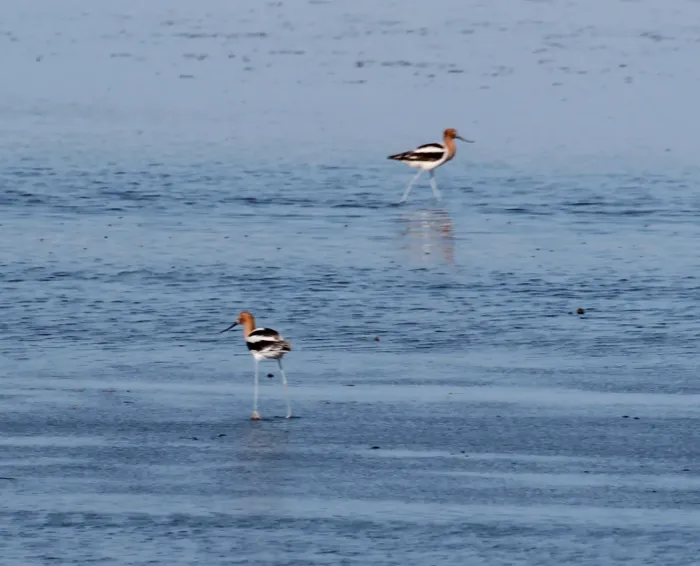 File:Recurvirostra americana (American Avocet) 05.jpg