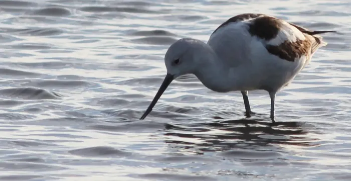 File:Recurvirostra americana (American Avocet) 15.jpg