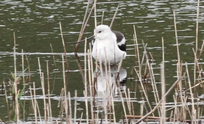 File:Recurvirostra americana (American Avocet) 36.jpg