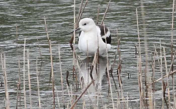 File:Recurvirostra americana (American Avocet) 37.jpg
