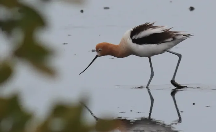 File:Recurvirostra americana (American Avocet) 49.jpg