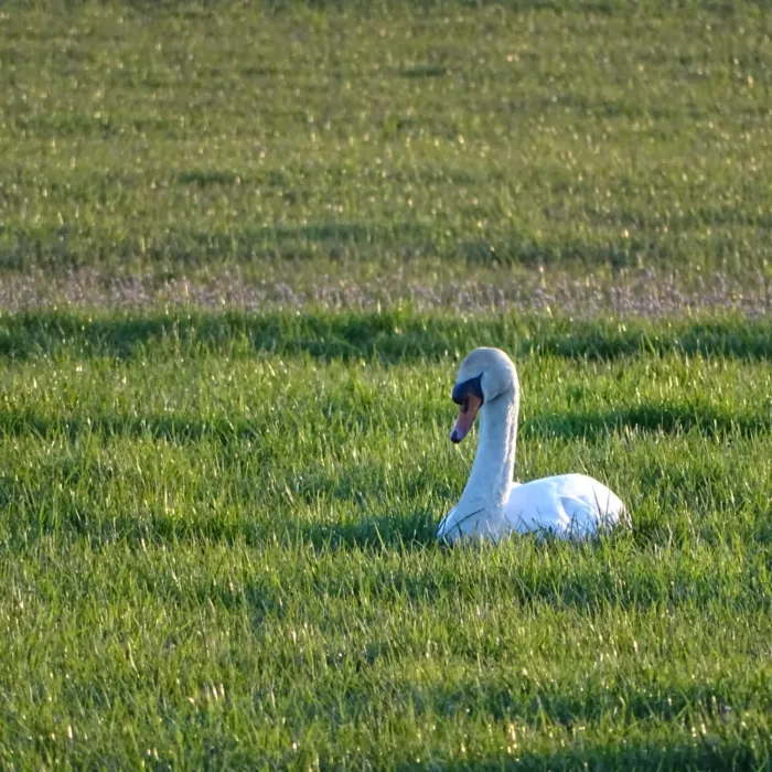 Gespotte Knobbelzwaan