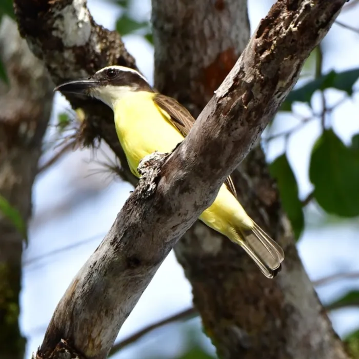 Spotted Boat-billed Flycatcher