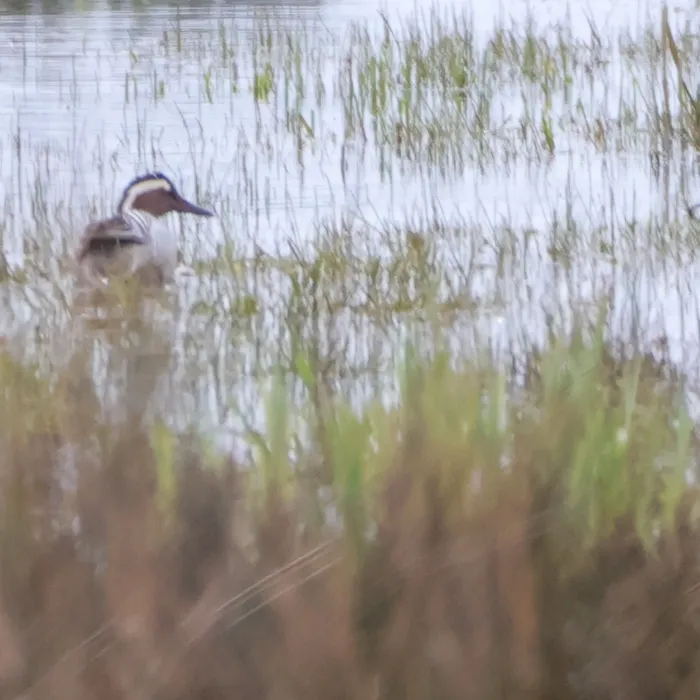 Gespotte Zomertaling