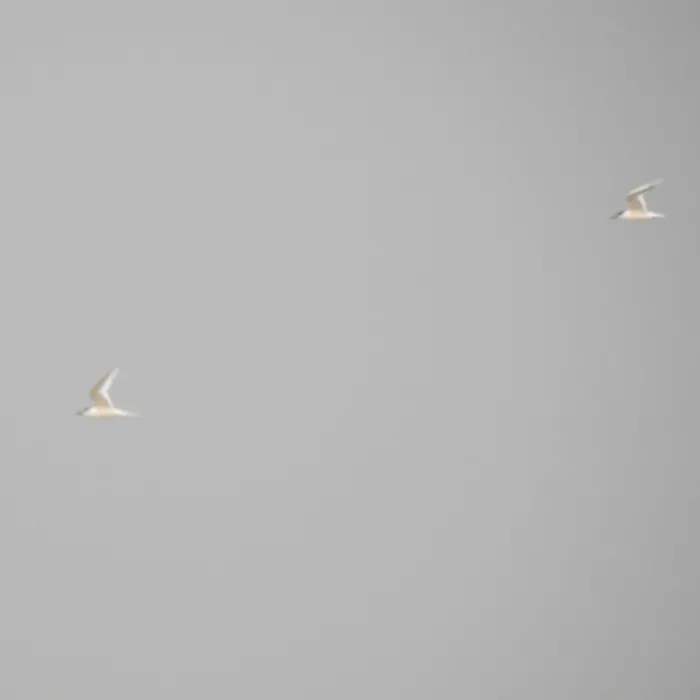 Spotted Sandwich Tern