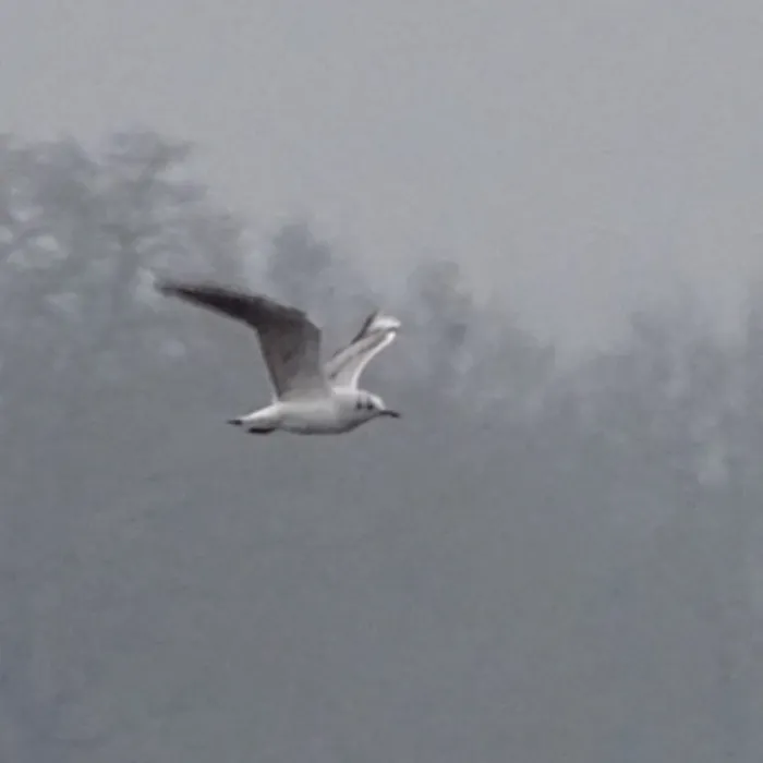 Spotted Black-headed Gull