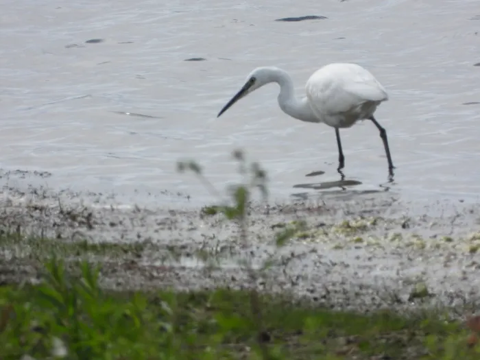 Waargenomen Kleine zilverreiger
