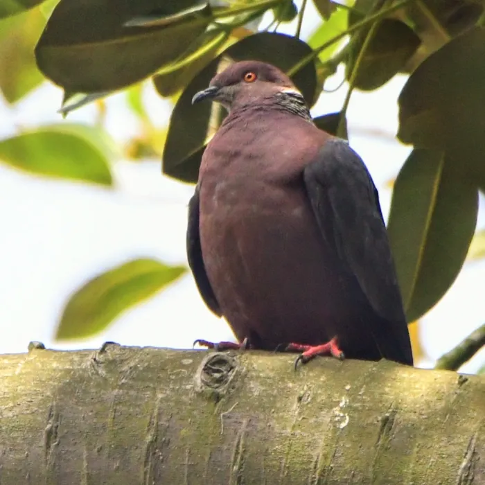 Spotted Chilean Pigeon