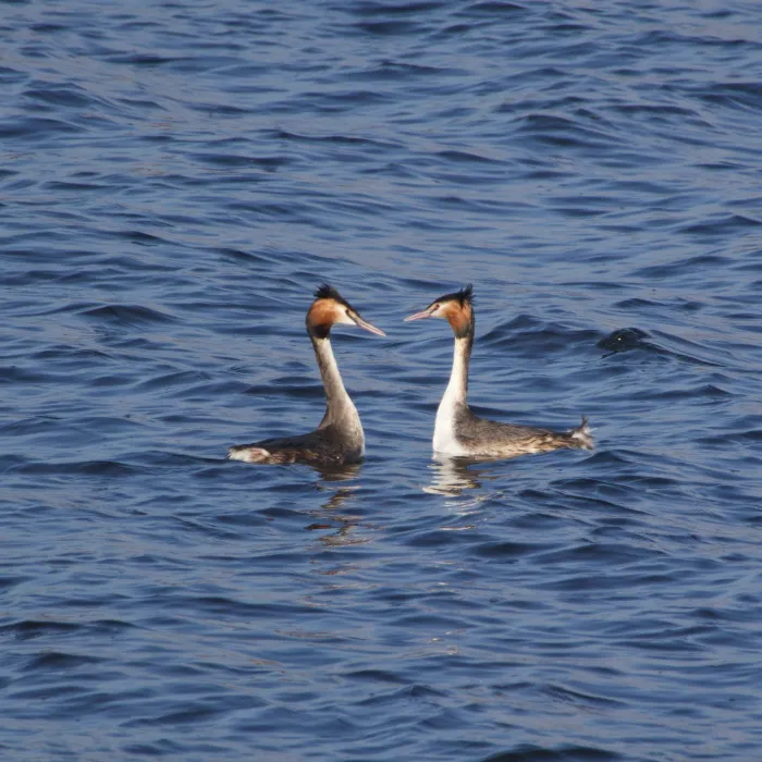 Spotted Great Crested Grebe
